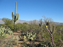 124 Saguaro National Park